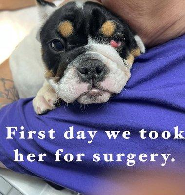 First cherry eye removal surgery