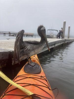 Pelican