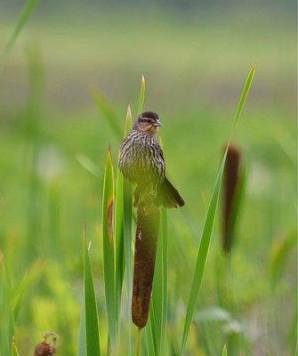 Female Red-Winged Balckbird