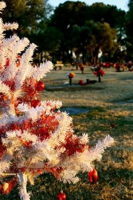 Christmas day at the Holy Hope Cemetery.