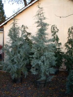 Arizona Blue Ice Cypress