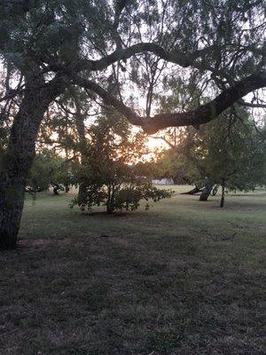 Beautiful trees!