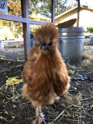 One of the chickens name Penny very curious and sweet girl