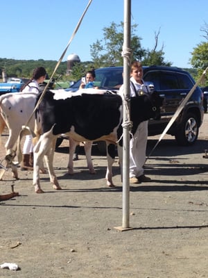 Holstein Show