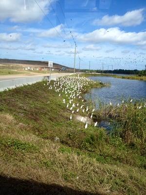 Birds, birds, and more birds...