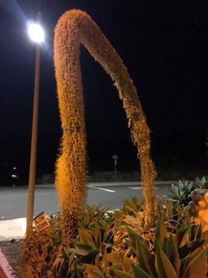 Agave flower thing(maybe) at the eclipse viewing!