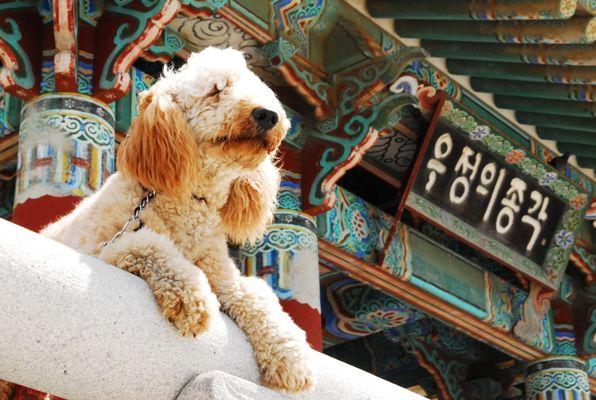 poodles getting his photos taken for his portfolio 
location Malibu,ca