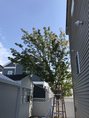 Obi's Lawn Care & Tree Trimming