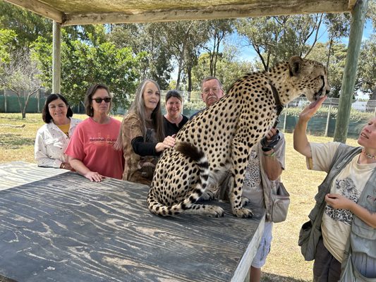 Cheetah Sanctuary in South Africa