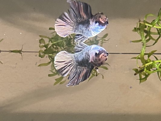 Male copper betta