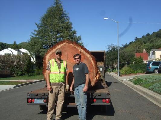 Really? A 6-foot diameter, 140' tall Redwood tree in SLO? Yep.