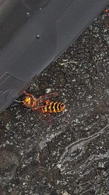 European hornet. These are big guys.