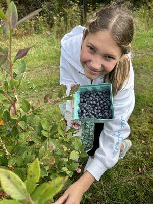 Blueberry picking!