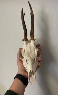 Roe deer skull