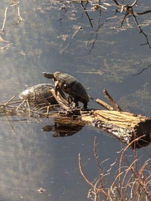 Turtles and it's only 50 degrees!