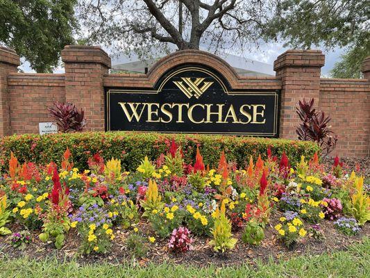 Lovely New Spring Flowers by The Westchase sign, off Linebaugh & Countryway, next to Citrus Park & Oldsmar, West Tampa