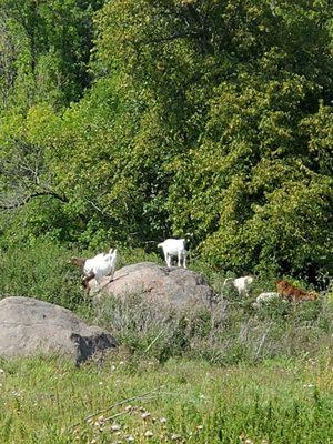 Goats for control of invasive plants