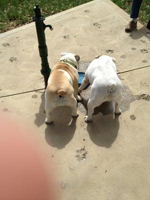 Enjoying a drink at North Park Dog Park after a big romp!