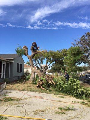 Uriel Baneulos Tree Services