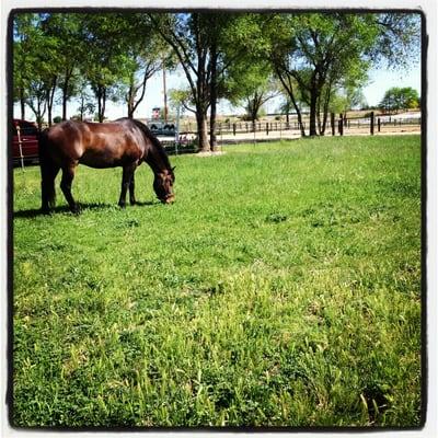 Aspenbreak Stables