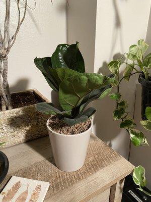 Fiddle Leaf Fig Plant