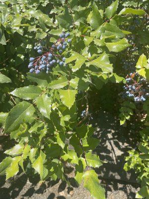 The Oregon State Grape!