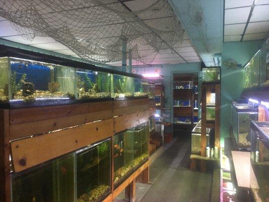 Best place in town to buy fishies!