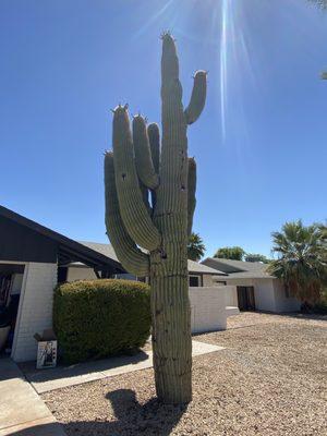 Extremely tall Saguaro Cactus