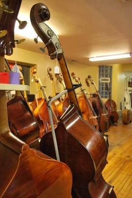 Double basses in our bass room.  We usually have at least 20 for sale.