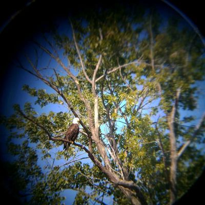 First Mate Evan captured this shot of a bald eagle by holding his phone up to a pair of binoculars. Neat!