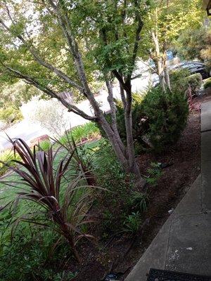 Yard trees growing into areas they shouldn't? Call us to remove branches!