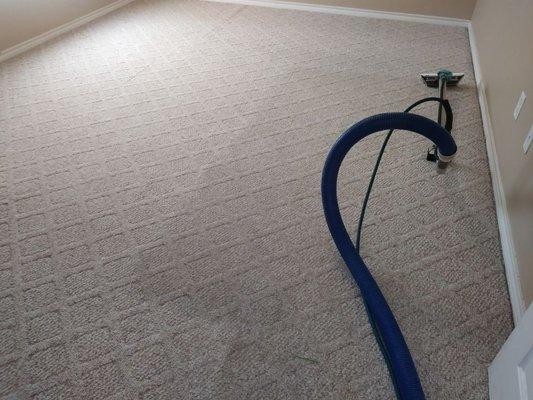 White Burner Carpet Steam Cleaned