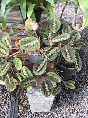 I have no clue what the name of this gorgeous plant is, but the pattern on the leaves is amazing!