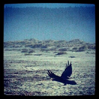 The crow's were as big as roosters today....