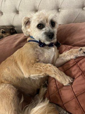 Teddy with his holiday tie ready for the weekend