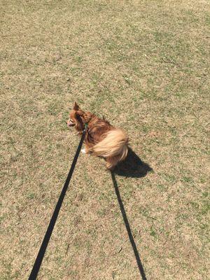 Nando out enjoying g the park