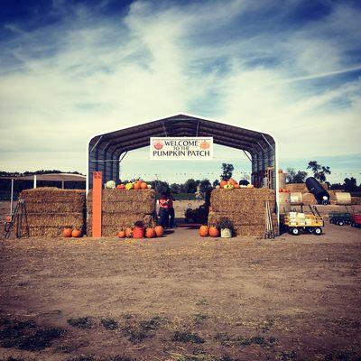 The Pumpkin Patch at BE Farm