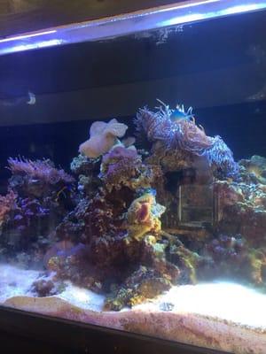 Reef Life Aquariums