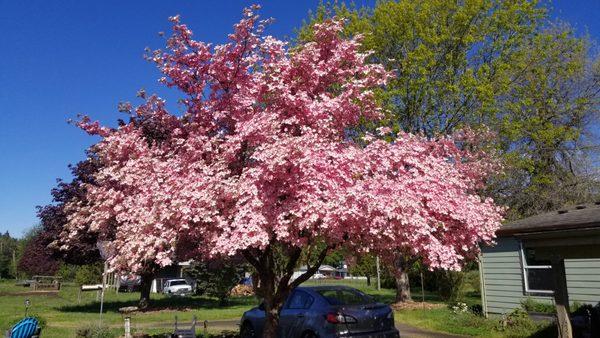 Ornamental pruning for healthy vigor and aesthetic appeal.