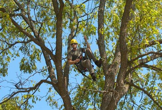 Lincoln Tree Service