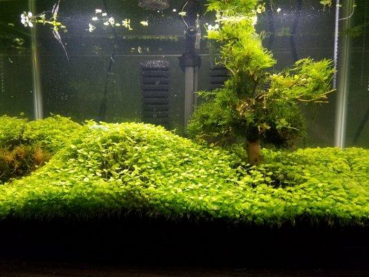 10 gallon carpeted aquascape, perfect for a few Tetras or Danios.