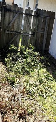 Chavez lawn service took this picture. How do you get a mower when the gate is blocked with overgrowth????