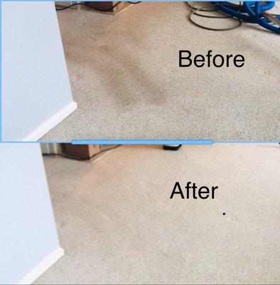 Eco Carpet Pro