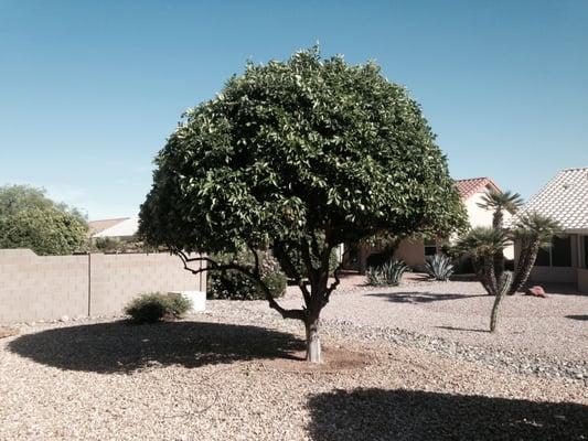 Citrus Tree, after trimming in Sun City West 2015