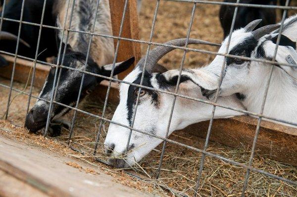 Dancer Creek Farm goats