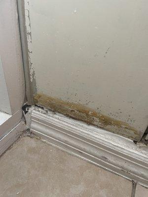 Mold that looks like they just tried to paint over ???