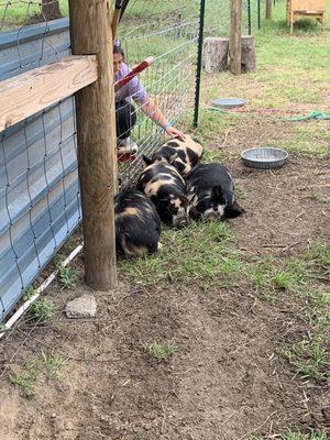 The pigs love belly rubs