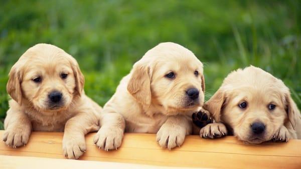 Island Puppies