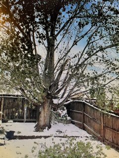 Tree damaged by snow storm.