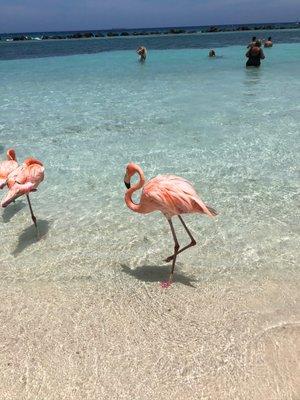 Beautiful flamingoes